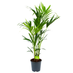 Kentiapalm - Howea Forsteriana - P24 H140 - Kamerplant