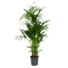 Kentiapalm - Howea Forsteriana - P27 H170 - Kamerplant -Plant Benodigdheden Winkel kentiapalm howea forsteriana p27 h170 1