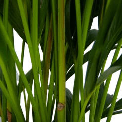 Kentiapalm - Howea Forsteriana - P27 H170 - Kamerplant -Plant Benodigdheden Winkel kentiapalm howea forsteriana p27 h170 5