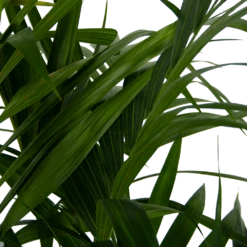 Kentiapalm - Howea Forsteriana - P27 H170 - Kamerplant -Plant Benodigdheden Winkel kentiapalm howea forsteriana p27 h170 6