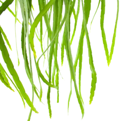 Lepismium Bolivianum - In Hangpot - P17 H40 - Kamerplant -Plant Benodigdheden Winkel lepismium bolivianum in hangpot p17 h40 5