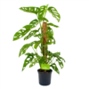 Monstera Adansonii Op Mosstok - Monkey Mask/Leaf- P16 H65 - Kamerplant -Plant Benodigdheden Winkel monstera adansonii monkey mask rimpelgatenplant p16 h65 4