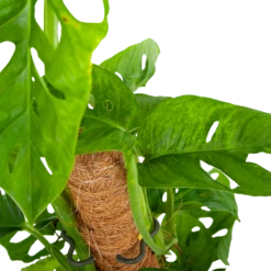 Monstera Adansonii Op Mosstok - Monkey Mask/Leaf- P16 H65 - Kamerplant -Plant Benodigdheden Winkel monstera adansonii monkey mask rimpelgatenplant p16 h65 5