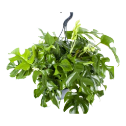 Monstera Minima - Gatenplant - In Hangpot - P27 H30 - Kamerplant -Plant Benodigdheden Winkel monstera minima gatenplant in hangpot p27 h30 5