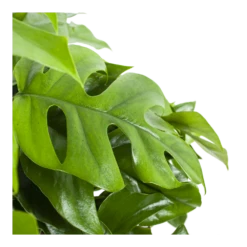 Monstera Minima - Gatenplant - In Hangpot - P27 H30 - Kamerplant -Plant Benodigdheden Winkel monstera minima gatenplant in hangpot p27 h30 6