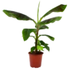 Musa Dwarf Cavendish - Bananenplant - P21 H90 - Kamerplant -Plant Benodigdheden Winkel musa dwarf cavendish bananenplant p21 h90 4