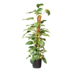Nature - Kokosplantstok H120cm U00f860mm 8 Nature - Kokosplantstok H120cm U00f860mm -Plant Benodigdheden Winkel nature kokosplantstok h120cm o60mm 3 2