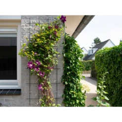 Nature - Metalen Klimrek Geplastificeerd Grijs H145x57cm -Plant Benodigdheden Winkel nature metalen klimrek geplastificeerd grijs h145x57cm 3 2