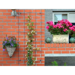 Nature - Metalen Klimrek Geplastificeerd Groen H145x72,5cm 8 Nature - Metalen Klimrek Geplastificeerd Groen H145x72,5cm -Plant Benodigdheden Winkel nature metalen klimrek geplastificeerd groen h145x72 5cm 3 2