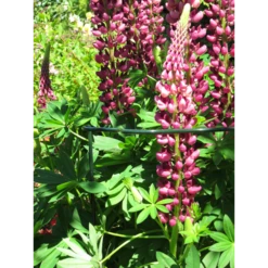 Peacock - Trellis Vario Gotisch M - U00f84 Mm -Plant Benodigdheden Winkel peacock trellis vario gotisch m d4 mm 2 1