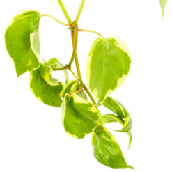 Peperomia Scandens Variegata - In Hangpot - P17 H30 - Kamerplant -Plant Benodigdheden Winkel peperomia scandens variegata in hangpot p17 h30 6