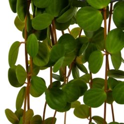 Peperomia Tetraphylla - In Hangpot - P15 H25 - Kamerplant -Plant Benodigdheden Winkel peperomia tetraphylla in hangpot p15 h25 6