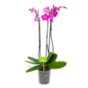 3 Taks Phalaenopsis Evolution - Vlinderorchidee - P12 H60 - Kamerplant -Plant Benodigdheden Winkel phalaenopsis vlinderorchidee 3 taks p12 h60 donker roze 4