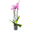 3 Taks Phalaenopsis Bloomington - Vlinderorchidee - P12 H60 - Kamerplant -Plant Benodigdheden Winkel phalaenopsis vlinderorchidee 3 taks p12 h60 roze 4