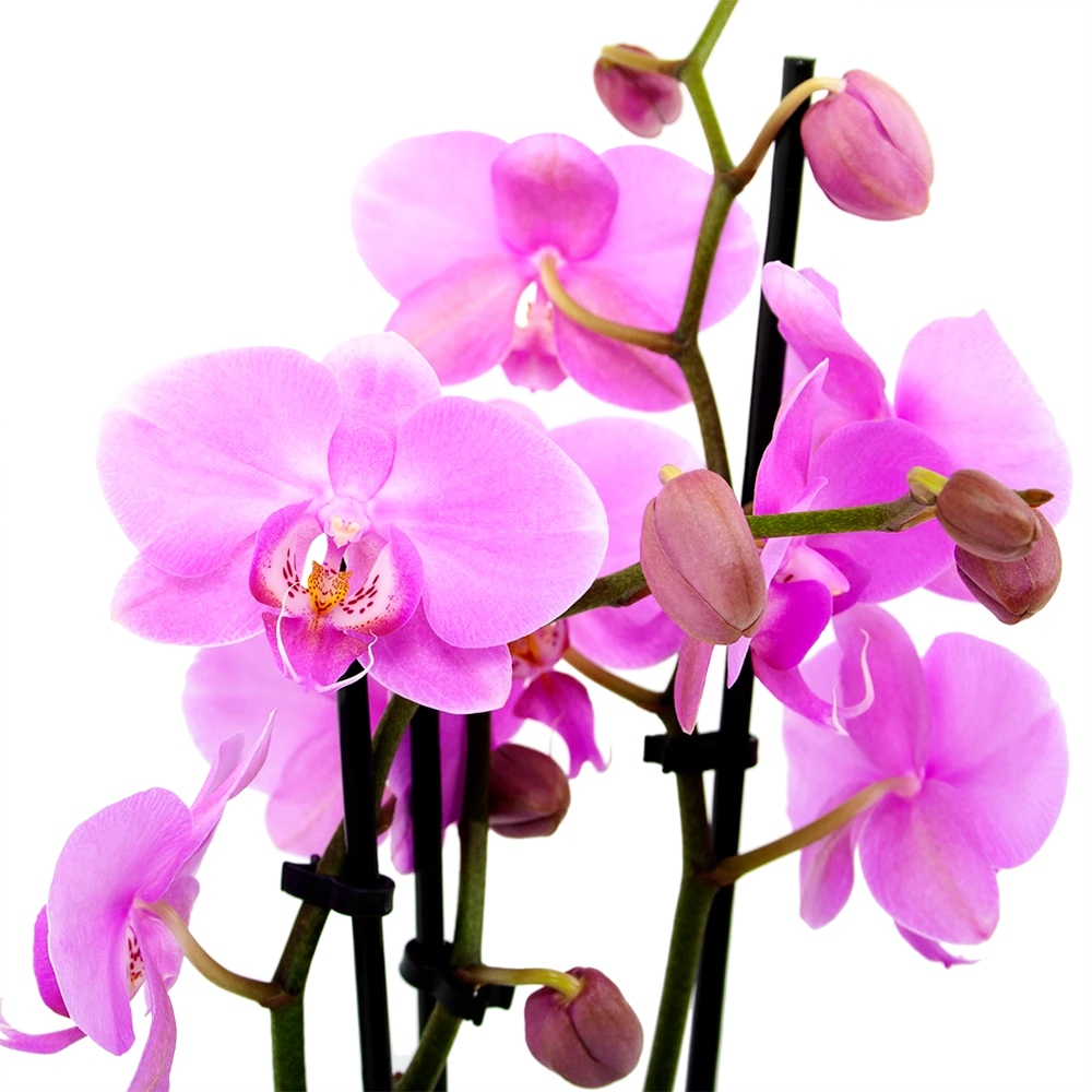 3 Taks Phalaenopsis Bloomington - Vlinderorchidee - P12 H60 - Kamerplant 4 3 Taks Phalaenopsis Bloomington - Vlinderorchidee - P12 H60 - Kamerplant - Afbeelding 2