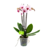 3 Taks Phalaenopsis Denver - Vlinderorchidee - P12 H60 - Kamerplant -Plant Benodigdheden Winkel phalaenopsis vlinderorchidee 3 taks p12 h60 wit roze stippen 1 1