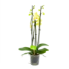 4 Taks Phalaenopsis Volterra - Vlinderorchidee - P12 H60 - Kamerplant -Plant Benodigdheden Winkel phalaenopsis vlinderorchidee 4 taks p12 h60 geel 4