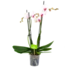 4 Taks Phalaenopsis Denver - Vlinderorchidee - P12 H60 - Kamerplant -Plant Benodigdheden Winkel phalaenopsis vlinderorchidee 4 taks p12cm h60cm wit roze 4