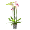 4 Taks Phalaenopsis Marrakesh - Vlinderorchidee - P12 H60 - Kamerplant -Plant Benodigdheden Winkel phalaenopsis vlinderorchidee 4 taks p12cm h60cm wit roze stippen 4