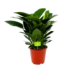 Philodendron Congo Apple - P19 H60 - Kamerplant -Plant Benodigdheden Winkel philodendron congo apple p19 h60 1 1