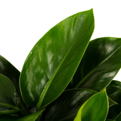 Philodendron Congo Apple - P19 H60 - Kamerplant -Plant Benodigdheden Winkel philodendron congo apple p19 h60 5 1