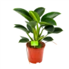 Philodendron Green Princess - P17 H50 - Kamerplant -Plant Benodigdheden Winkel philodendron green princess p17 h50 1 1