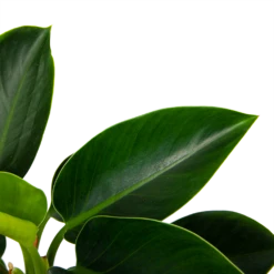 Philodendron Green Princess - P17 H50 - Kamerplant -Plant Benodigdheden Winkel philodendron green princess p17 h50 6 1