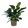 Philodendron Green Princess - P21 H70 - Kamerplant -Plant Benodigdheden Winkel philodendron green princess p21 h70 1 1