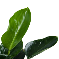 Philodendron Green Princess - P21 H70 - Kamerplant 7 Philodendron Green Princess - P21 H70 - Kamerplant -Plant Benodigdheden Winkel philodendron green princess p21 h70 5
