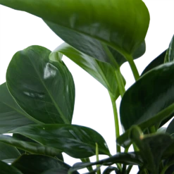 Philodendron Green Princess - P21 H70 - Kamerplant 8 Philodendron Green Princess - P21 H70 - Kamerplant -Plant Benodigdheden Winkel philodendron green princess p21 h70 6