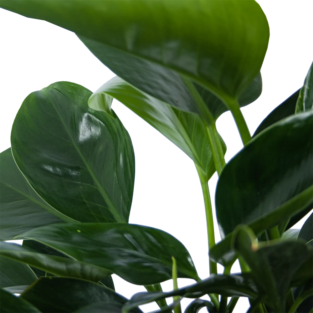 Philodendron Green Princess - P21 H70 - Kamerplant 5 Philodendron Green Princess - P21 H70 - Kamerplant - Afbeelding 3