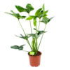 Philodendron Green Wonder - P19 H75 - Kamerplant -Plant Benodigdheden Winkel philodendron green wonder p19 h75 1 2