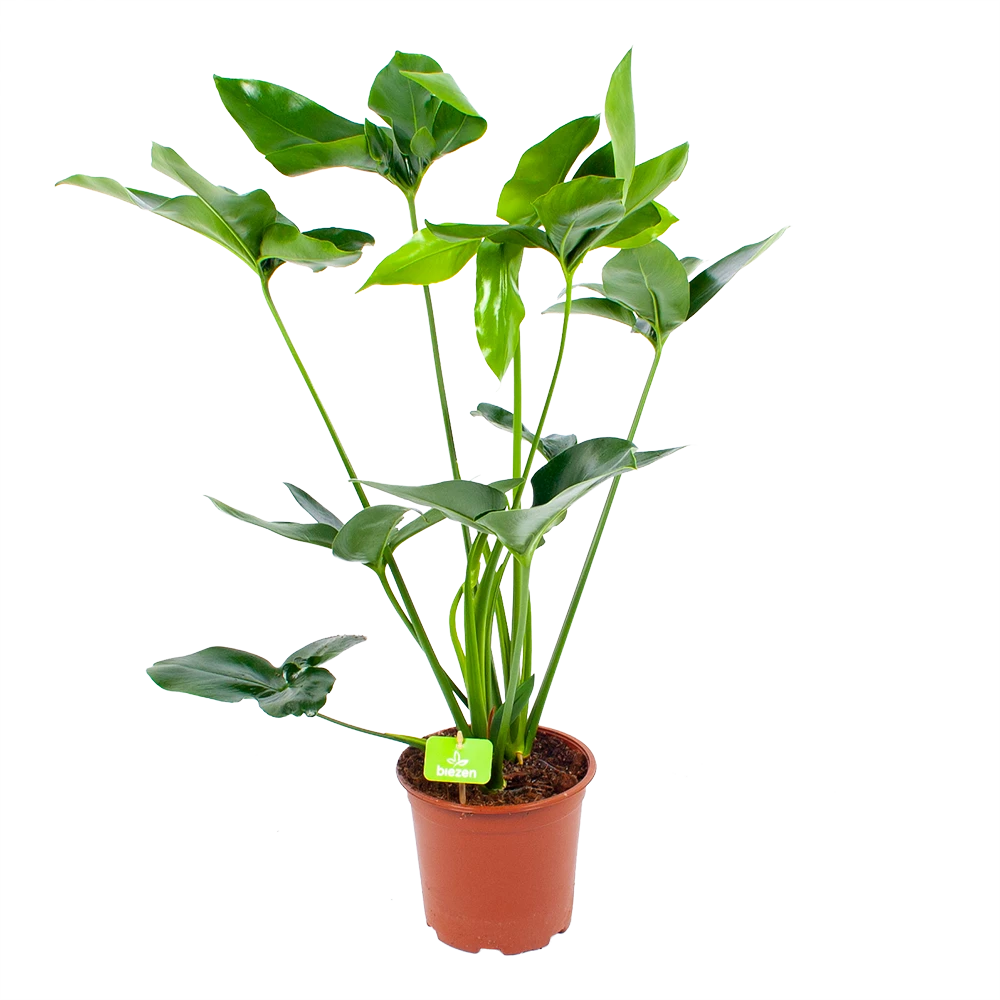 Philodendron Green Wonder - P19 H75 - Kamerplant 3 Philodendron Green Wonder - P19 H75 - Kamerplant