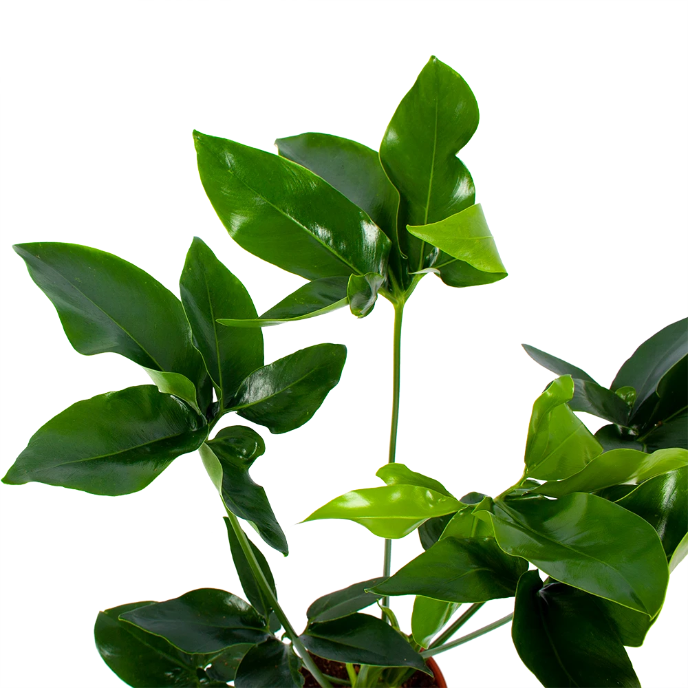 Philodendron Green Wonder - P19 H75 - Kamerplant 4 Philodendron Green Wonder - P19 H75 - Kamerplant - Afbeelding 2