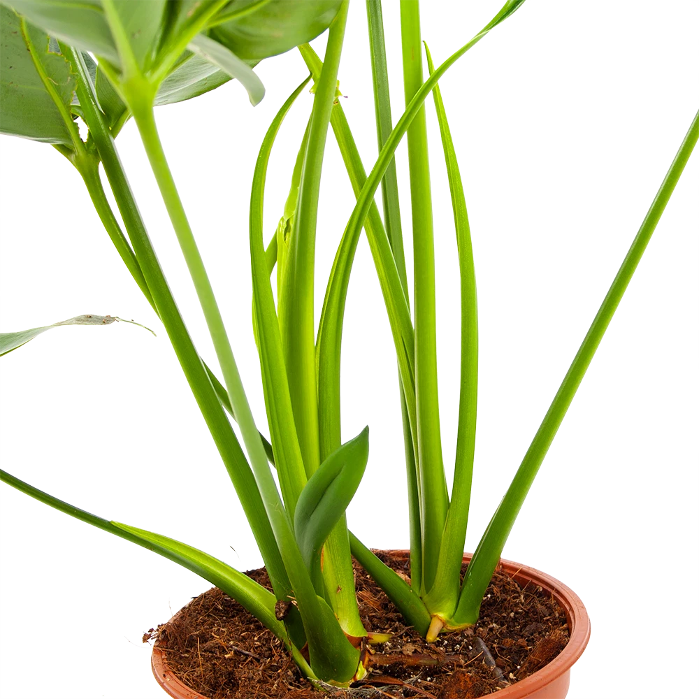 Philodendron Green Wonder - P19 H75 - Kamerplant 5 Philodendron Green Wonder - P19 H75 - Kamerplant - Afbeelding 3