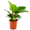 Philodendron Imperial Green - P19 H60 - Kamerplant -Plant Benodigdheden Winkel philodendron imperial green p14 h45 4 1