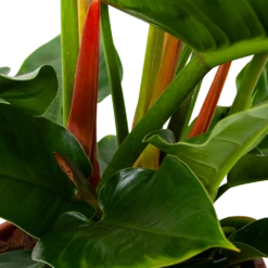Philodendron Imperial Green - P19 H60 - Kamerplant -Plant Benodigdheden Winkel philodendron imperial green p14 h45 5 1