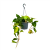 Philodendron Scandens Brasil - In Hangpot - P17 H35 - Kamerplant -Plant Benodigdheden Winkel philodendron scandens brasil in hangpot p17 h35 1