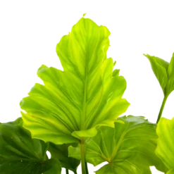 Philodendron Bipinnatifidum Little Hope - P21 H75 - Kamerplant -Plant Benodigdheden Winkel philodendron selloum little hope p21 h75 5 2