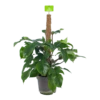 Philodendron Squamiferum Piramide Op Mosstok - P24 H70 - Kamerplant -Plant Benodigdheden Winkel philodendron squamiferum piramide op mosstok p24 h70 1