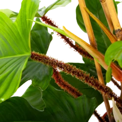 Philodendron Squamiferum Piramide - P19 H75 - Kamerplant 8 Philodendron Squamiferum Piramide - P19 H75 - Kamerplant -Plant Benodigdheden Winkel philodendron squamiferum piramide p19 h75 6 1