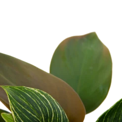 Philodendron White Wave - P13 H30 - Kamerplant -Plant Benodigdheden Winkel philodendron white wave p13 h30 6