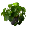 Pilea Peperomioides - Pannenkoekenplant - P17 H35 - Kamerplant -Plant Benodigdheden Winkel pilea peperomioides pannenkoekenplant p17 h35 1