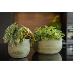 Plantenschaal Lydia - D28 X H13cm - Shiny Green -Plant Benodigdheden Winkel plantenschaal lydia d28 x h13cm shiny green plantenschaal 2