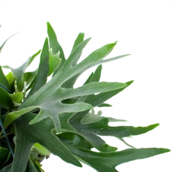 Platycerium Bifurcatum - Hertshoornvaren - In Hangpot - P21 H60 - Kamerplant -Plant Benodigdheden Winkel platycerium bifurcatum hertshoornvaren in hangpot p21 h60 6