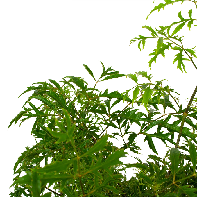 Polyscias Hawaiiana Ming - Aralia - P19 H65 - Kamerplant 4 Polyscias Hawaiiana Ming - Aralia - P19 H65 - Kamerplant - Afbeelding 2