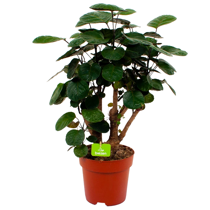 Polyscias Lemon - Aralia - P19 H65 - Kamerplant 3 Polyscias Lemon - Aralia - P19 H65 - Kamerplant