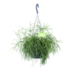 Rhipsalis Cassutha - Koraalcactus - In Hangpot - P17 H40 - Kamerplant -Plant Benodigdheden Winkel rhipsalis cassutha koraalcactus in hangpot p17 h40 1