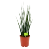 Sansevieria Fernwoord Mikado - Vrouwentong - P19 H75 - Kamerplant -Plant Benodigdheden Winkel sansevieria fernwoord mikado vrouwentong p19 h75 1 2