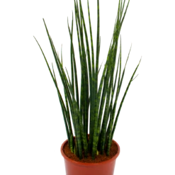 Sansevieria Fernwoord Mikado - Vrouwentong - P19 H75 - Kamerplant 6 Sansevieria Fernwoord Mikado - Vrouwentong - P19 H75 - Kamerplant -Plant Benodigdheden Winkel sansevieria fernwoord mikado vrouwentong p19 h75 5 2